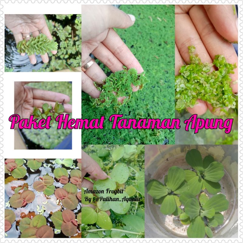 Tanaman Aquascape / Tanaman Apung Paket hemat murah dan lengkap