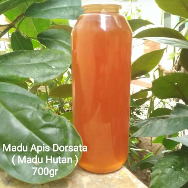 

Madu Apis Dorsata (Madu Hutan)