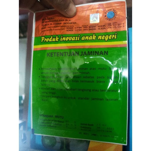 Benih terong lalap kenari