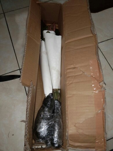 Aglonema Kochin Aglaonema Cochin