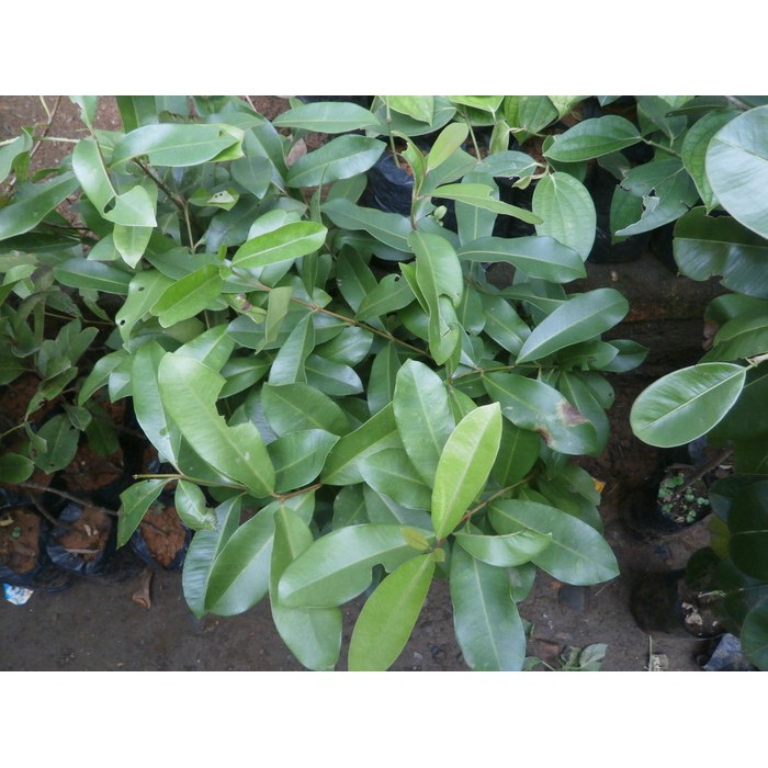 TERLARIS bibit duwet putih / jamblang unik dan murah - 1kg muat 2