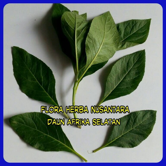 

Daun Afrika ( Per Helai ) By As