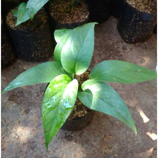 Tanaman hias herbal beby monstera evipremnum pinatum ...