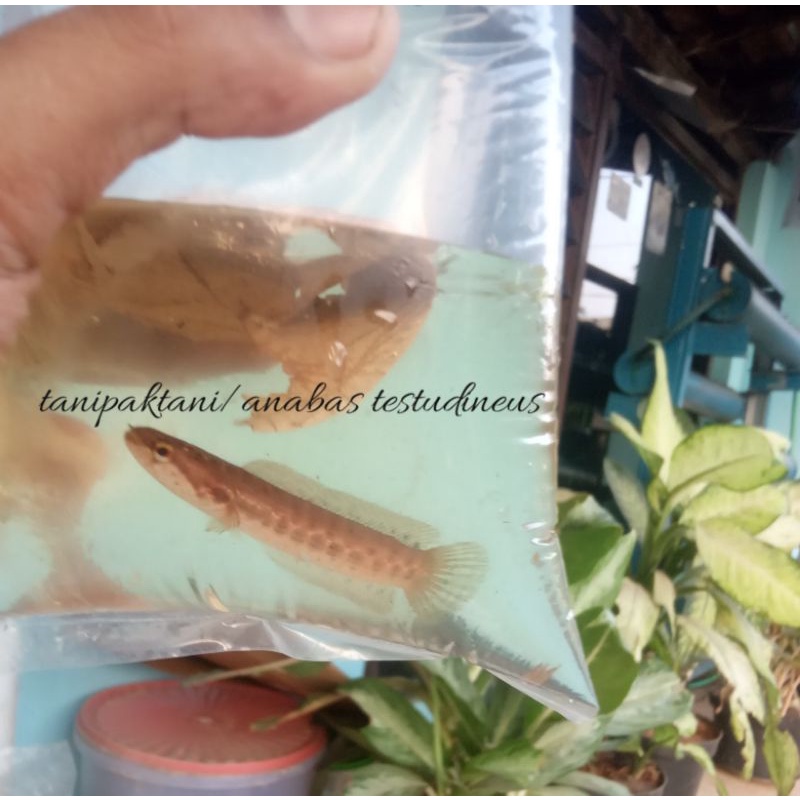 Banka Bangkanensis All Size 5 - 27 cm