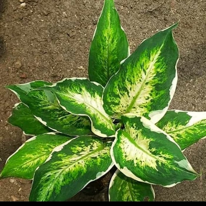 Tanaman hias Aglonema separkel - aglonema varigata