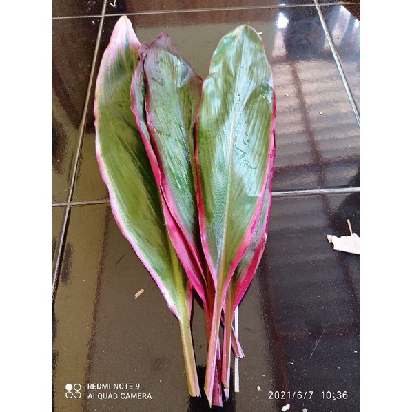 Jual daun hanjuang per 50 daun