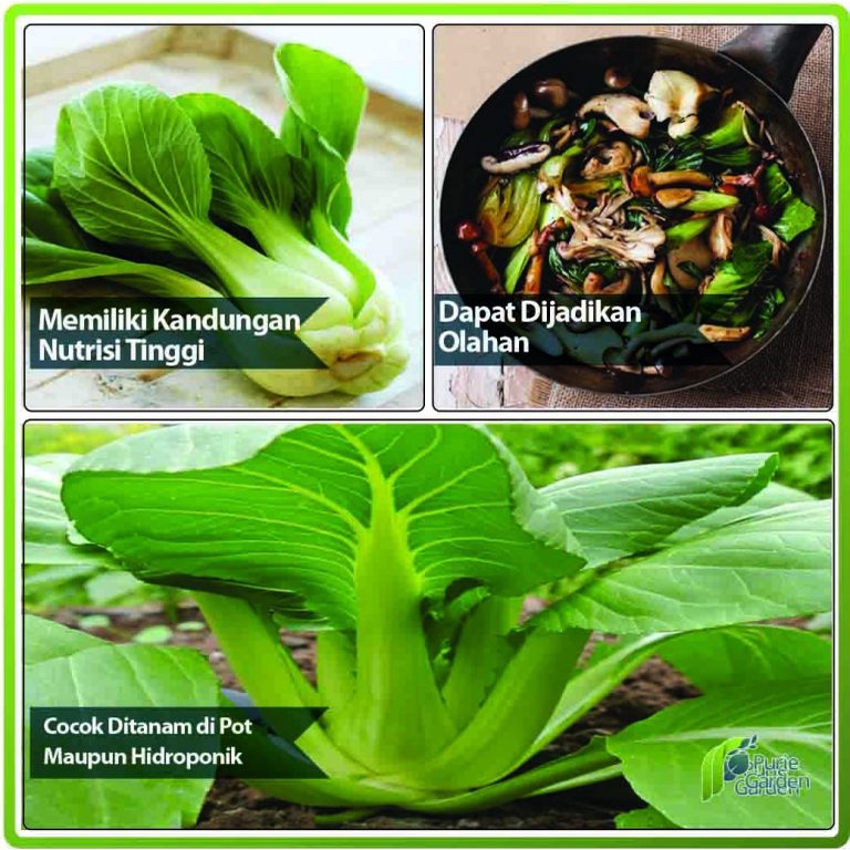 Paket Berkebun Sayuran Urban Farming Purie Garden PG SBY