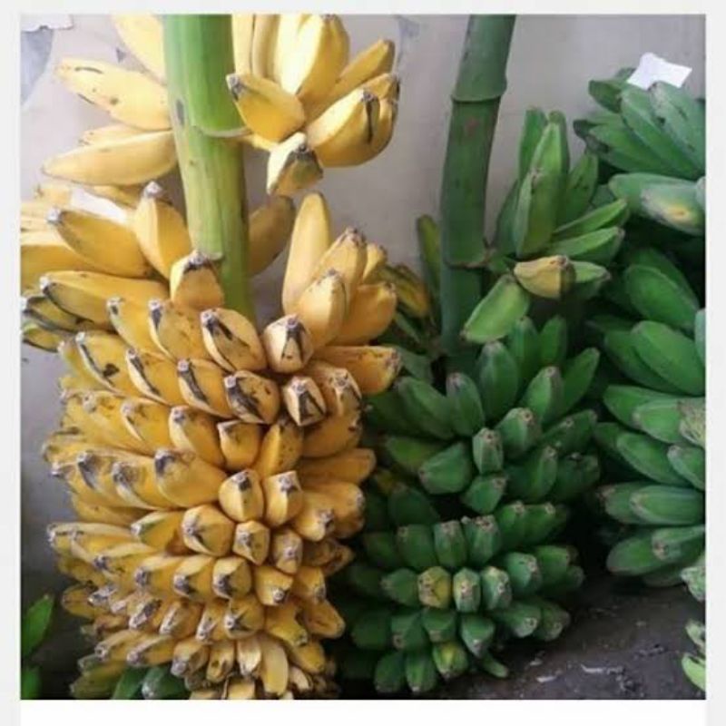 

pisang kepok 1Tandan