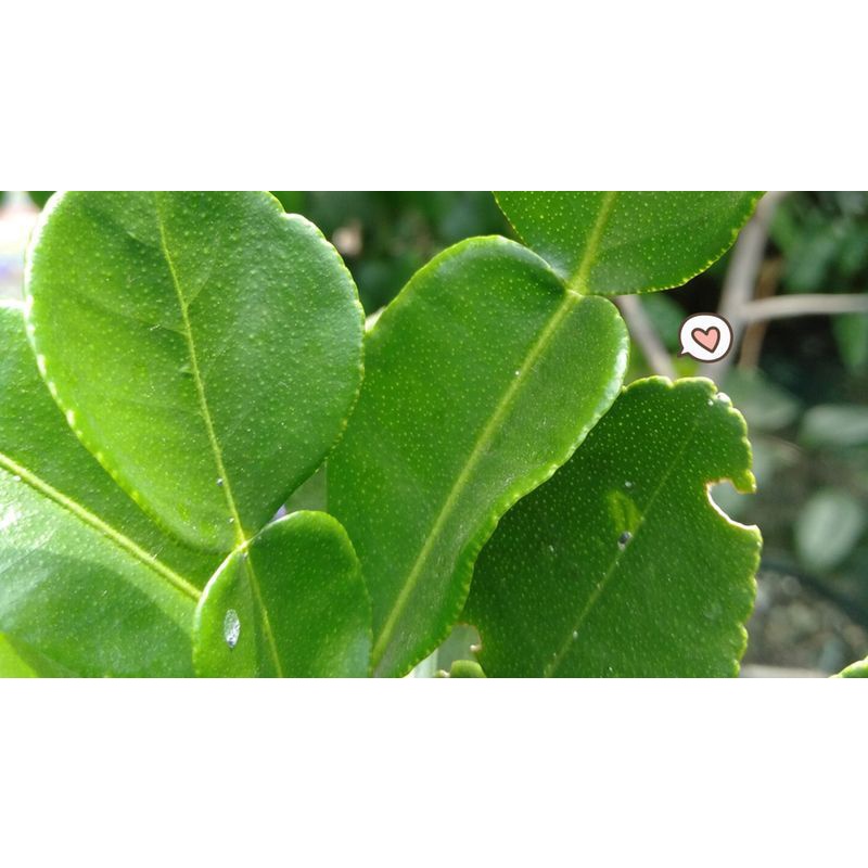 

DAUN JERUK NIPIS