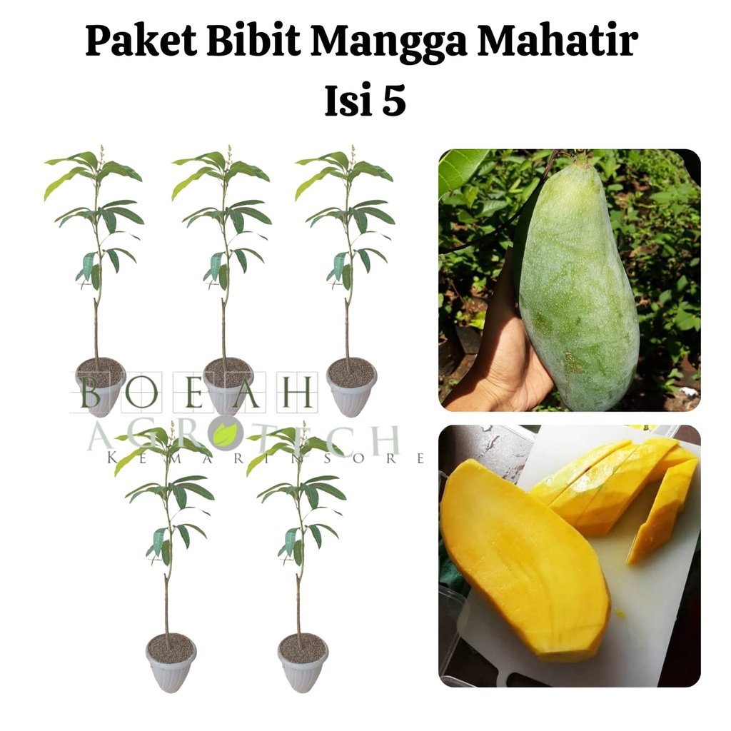 Paket Hemat Bibit Mangga Mahatir Okulasi Isi 5 Bonus Bibit Strawberry+Polibag