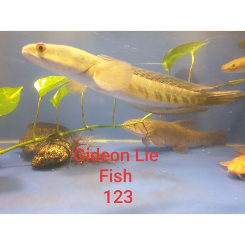 Jual Kolpri CHANNA Yellow Sentarum MATA MERAH GONDRONG DAN SUDAH BANYAK CORAK BUNGA