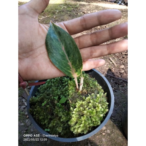 Aglonema baby Obama real pict