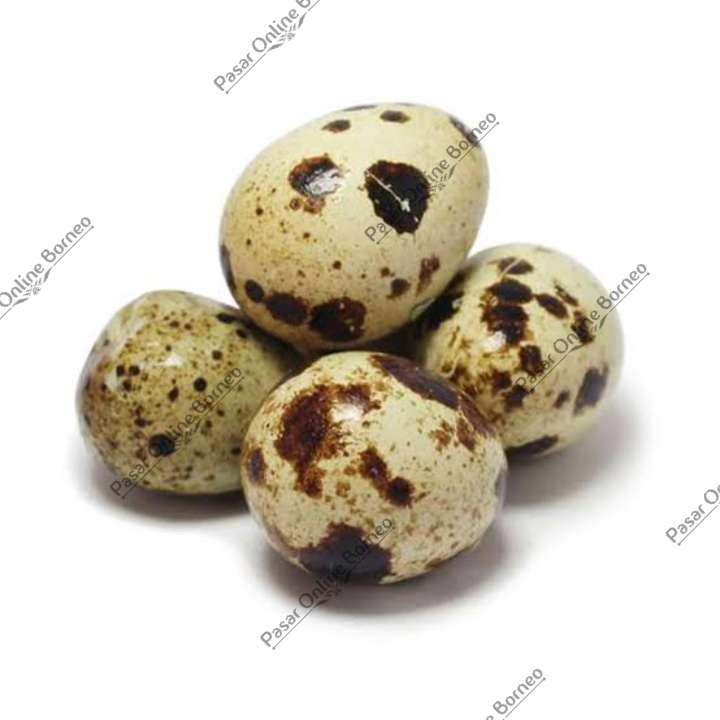 

Telur Burung Puyuh 10 Butir