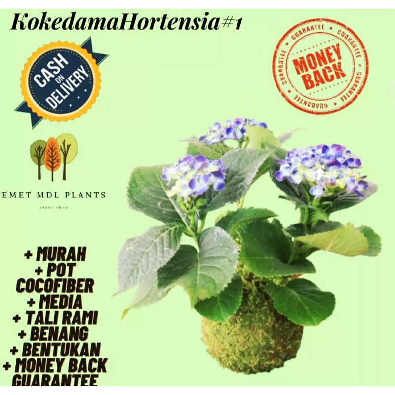 KOKEDAMA HORTENSIA