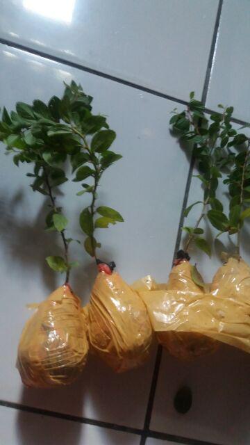 Bidara Arab Unggul Bercabang (luar Jawa Wajib Jne)