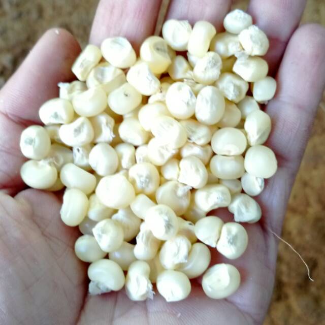 

Jagung putih bahan popcorn 100gr