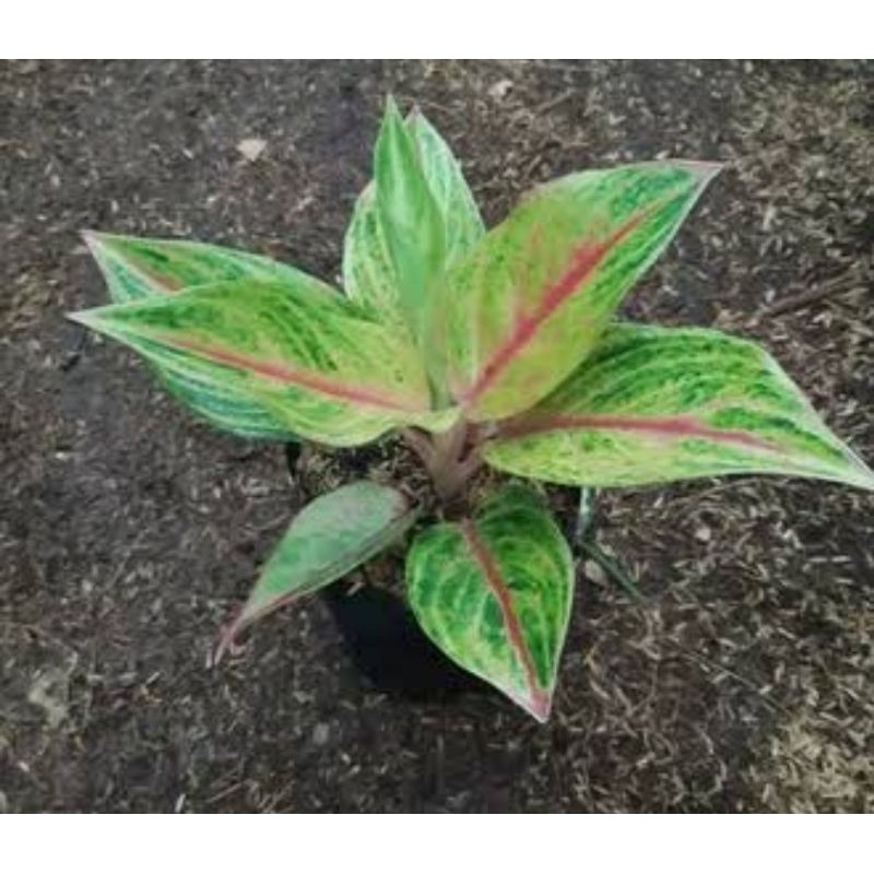 Bibit Tanaman Hias Aglonema Red Panama