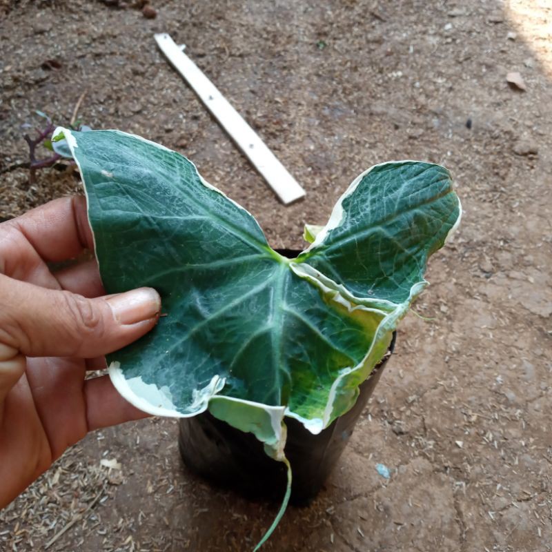 POHON KANTUNG SEMAR VARIEGATA-tanaman kantung semar variegata