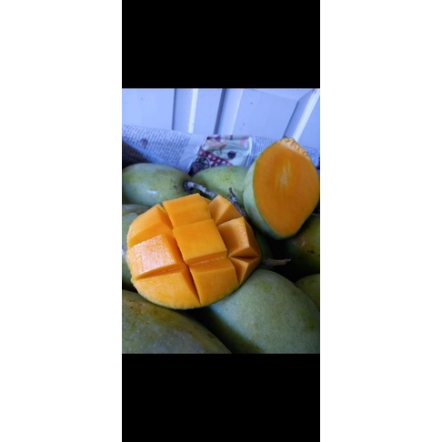 

Mangga Harum Manis
