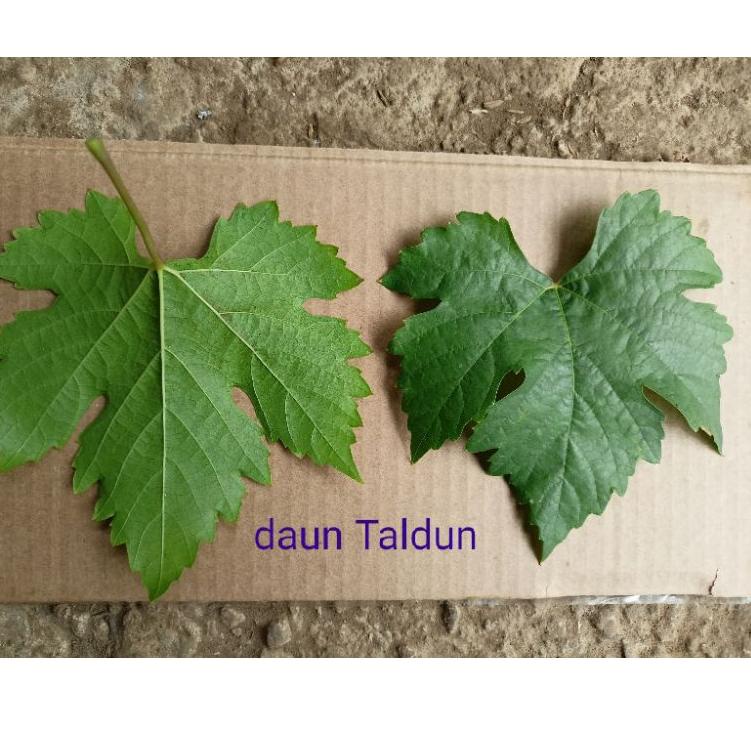 JTR6 bibit anggur impor taldun batang super besar Valid Kualitas