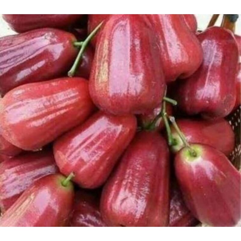 

Jambu air citra merah manis dan fresh per 1 kg