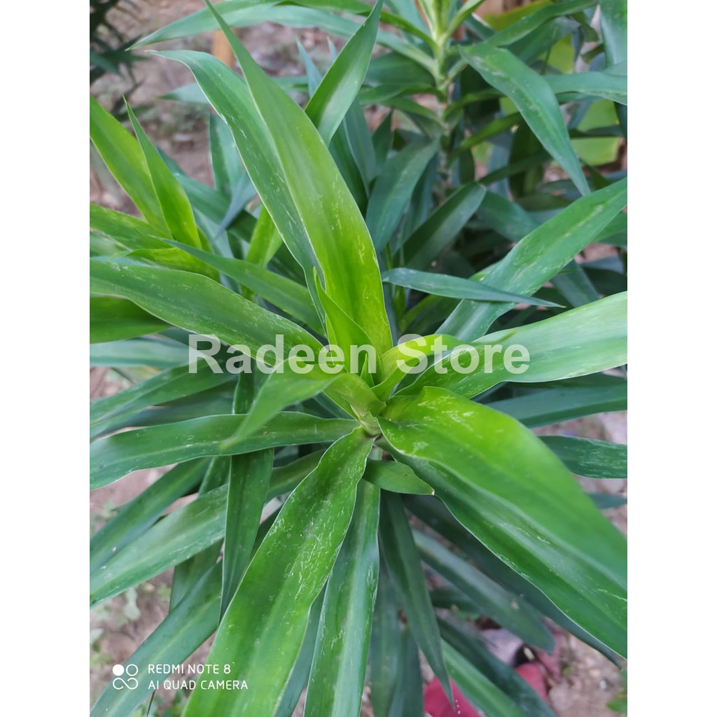 

Daun Suji Segar (Garansi Uang Kembali)