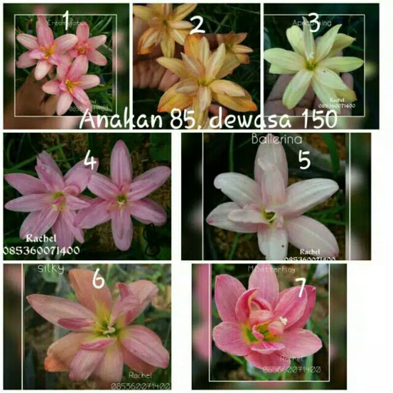

Paket Umbi Rainlily 30 Warna