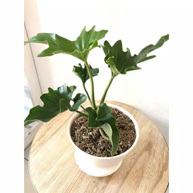 PHILODENDRON JARI TANAMAN HIAS HIDUP | COD | PROMO TANAMA PHILODENDRON JARI BERKUALITAS