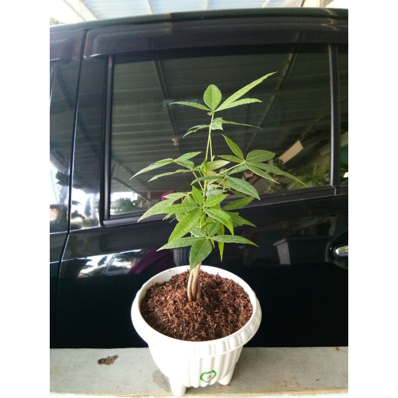 Money Plant / pachira