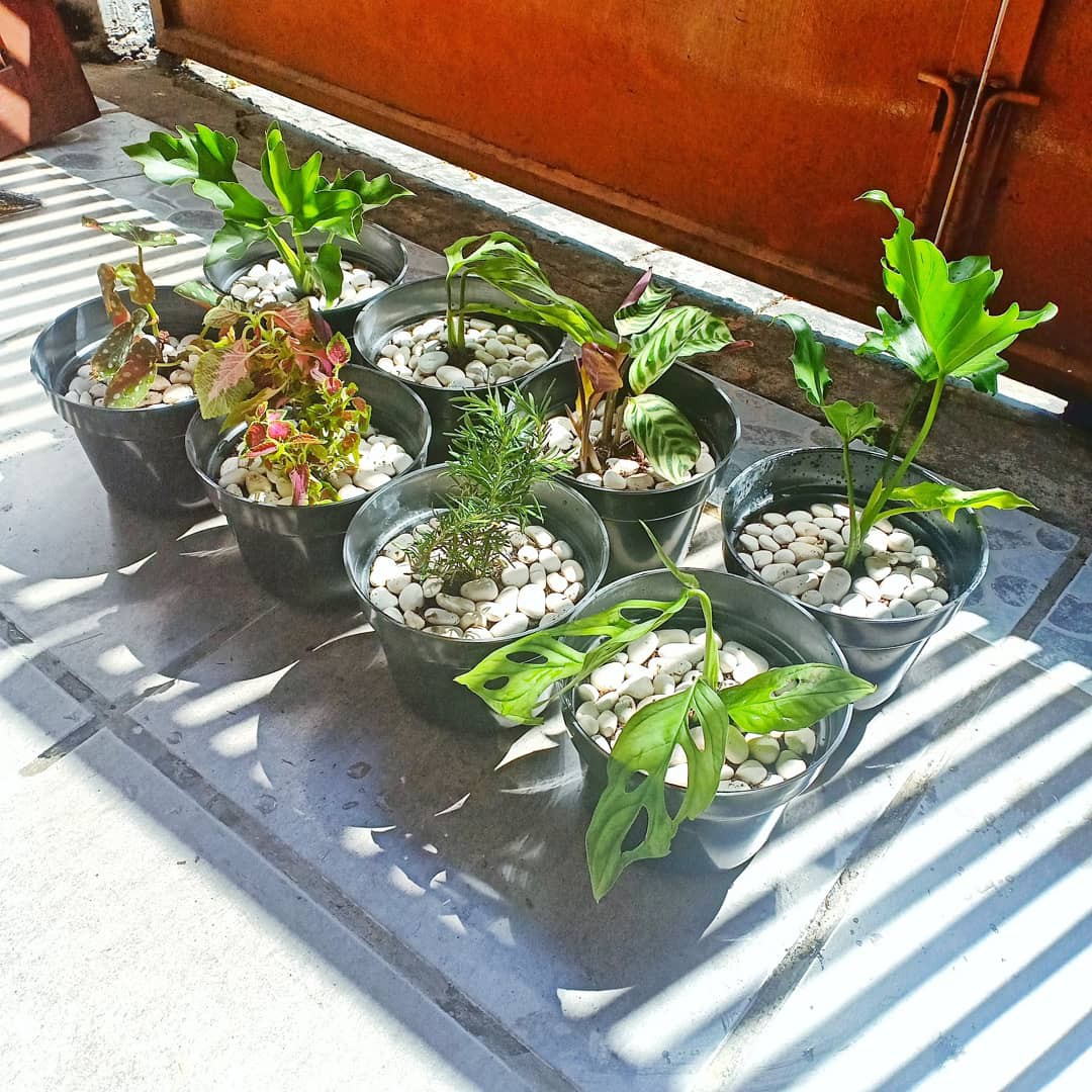  Tanaman  hias  philodendron monstera obliqua janda  bolong  