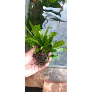 Per Pot Java Fern Kadaka Microsorum Pteropus Tanaman Air Untuk Aquascape Aquarium Shopee Indonesia