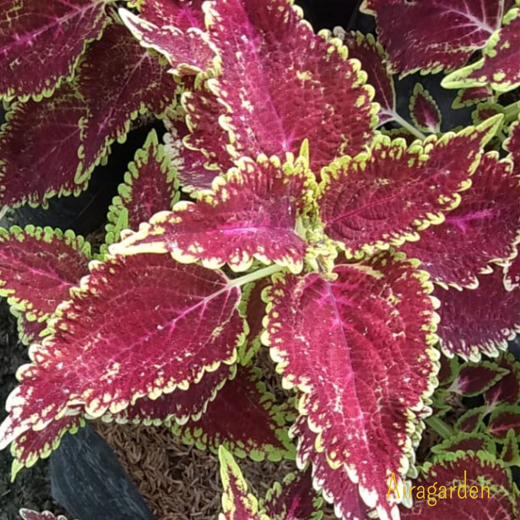 Tanaman Hias Miana - Jawer Kotok - Iler - Coleus 135