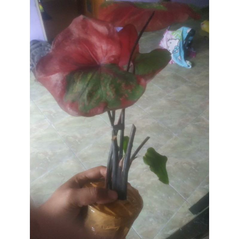 bunga keladi baret merah remaja up