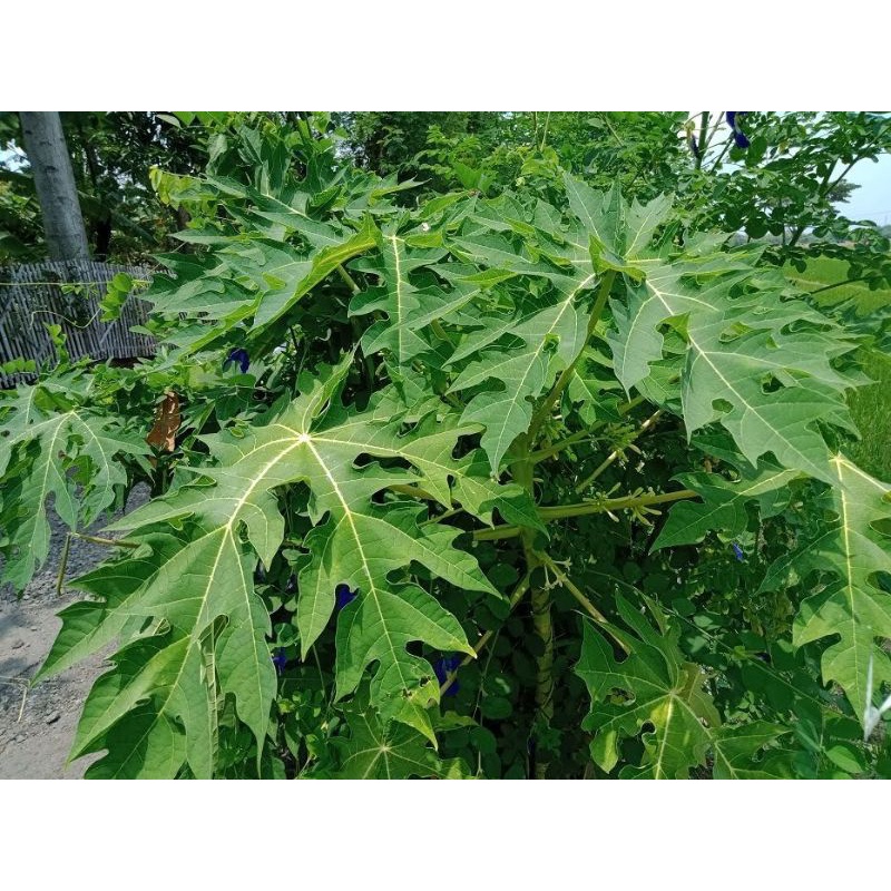 

Daun pepaya Jepang