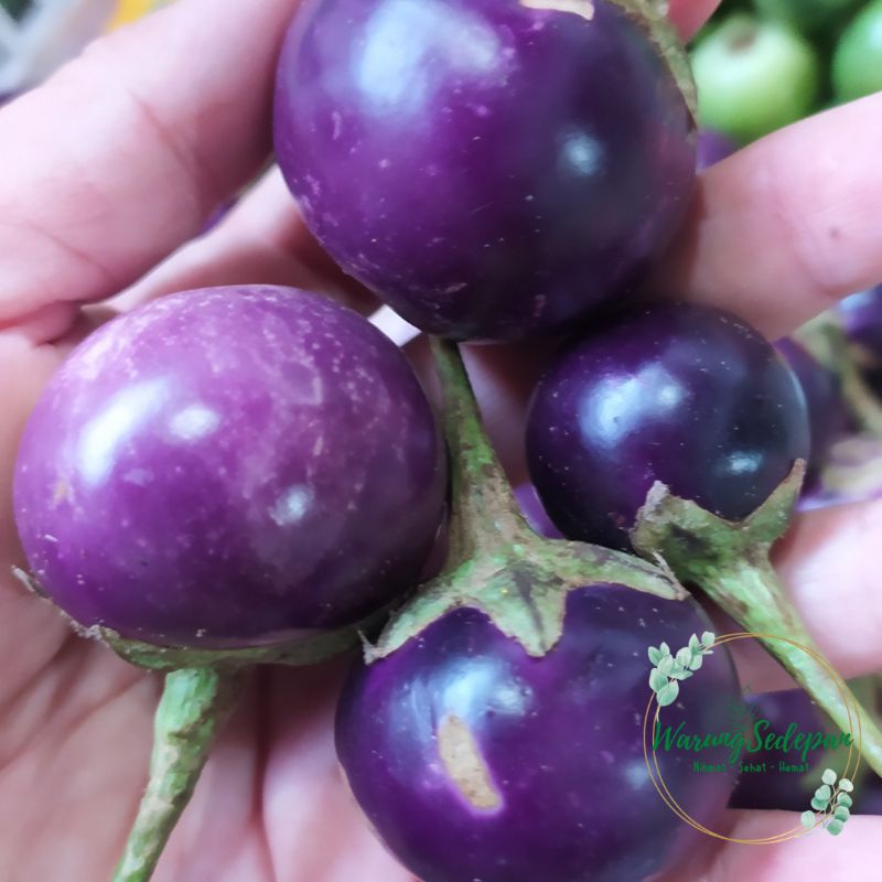 

Terong Lalap Ungu Terong Ungu Bulat Terong Ungu Kecil Lalap Terong Segar Sayur Online Cikarang