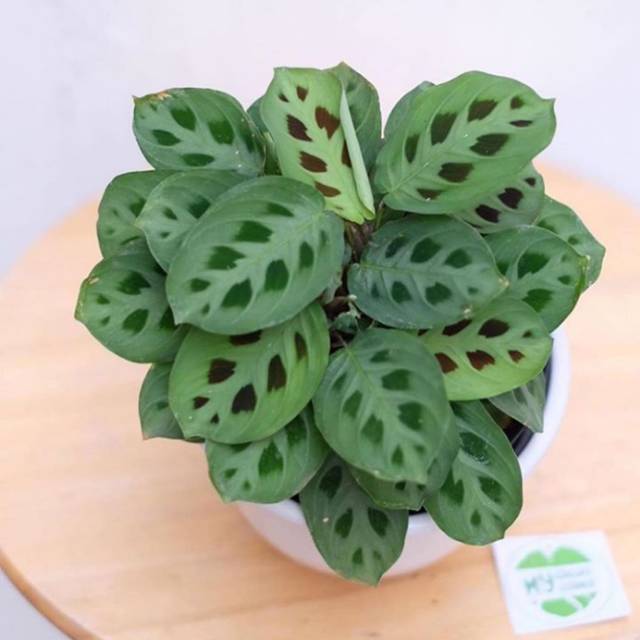 Tanaman hias calathea  levonero  calathea  levonero  