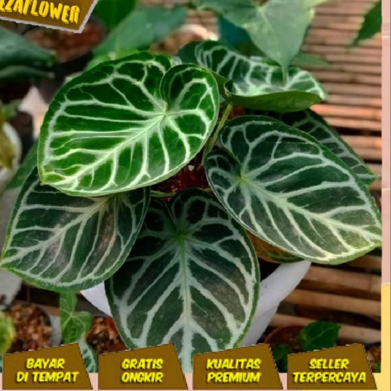 ANTURIUM KUPING GAJAH DORAYAKI MANGKOK BIBIT BONGOL ,