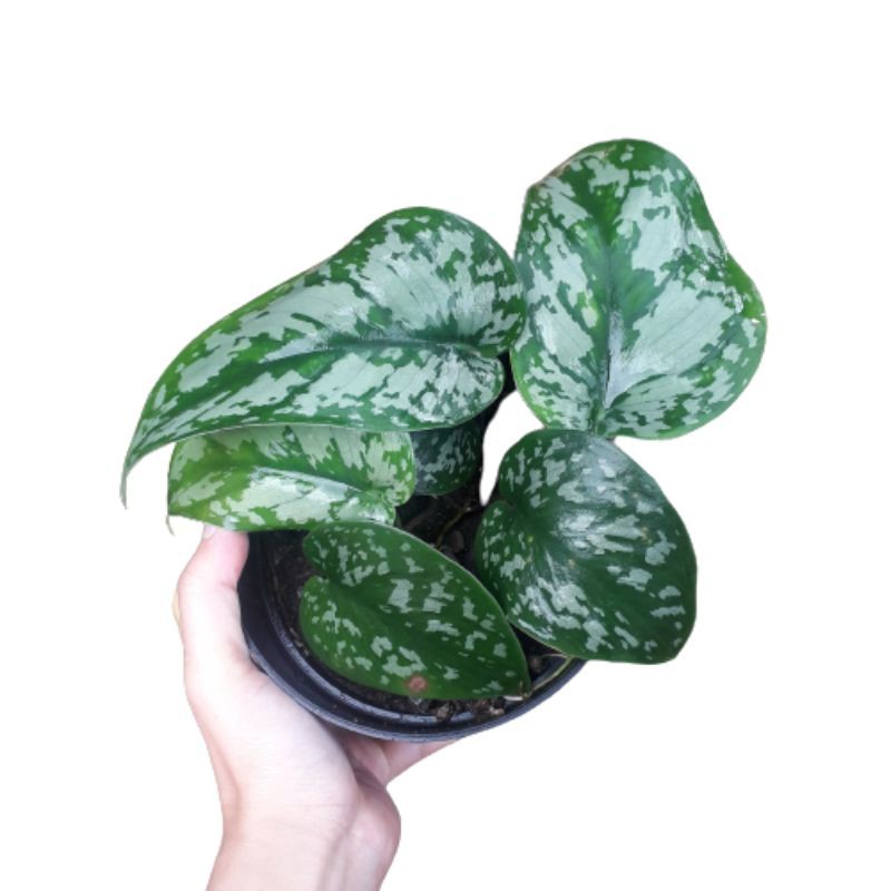 Scindapsus Sirih Gading Silver