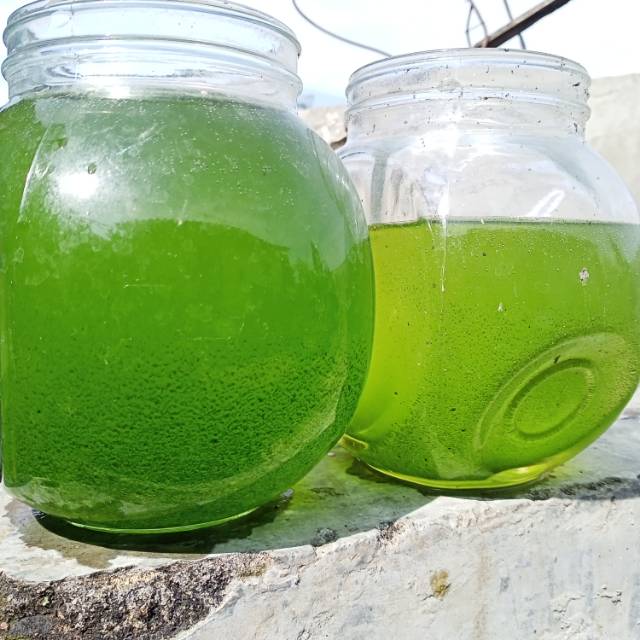 Green Water, Pakan Daphnia Magna, Kutu Air, Artemia