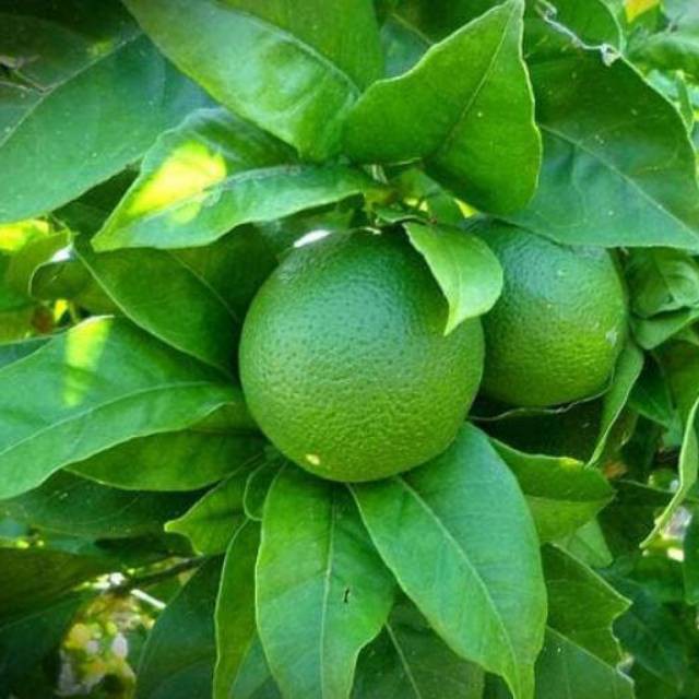 bibit tanaman jeruk nipis ( cangkok)