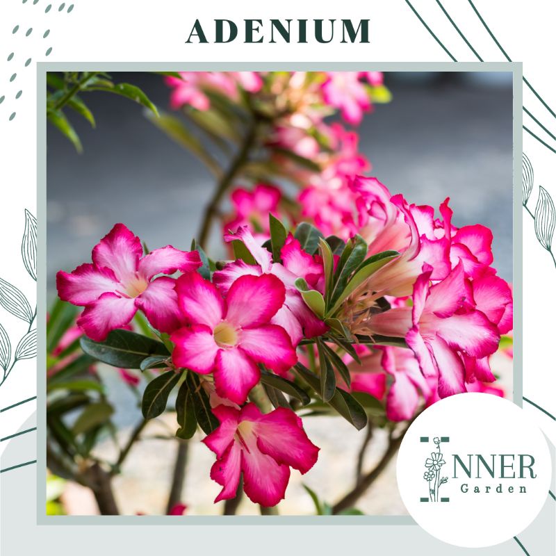 2 Biji Benih Bunga Adenium Pink Kamboja Jepang