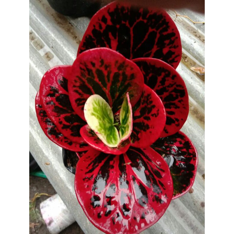 Tanaman bunga puring Apel Busarin