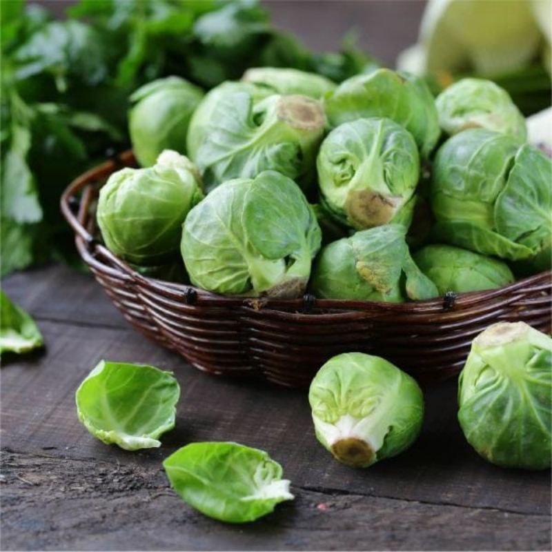 Benih Bibit Brussels Sprout Long Island - Bibit Sayuran