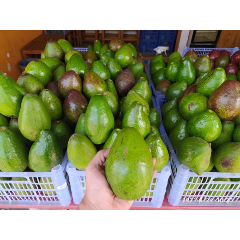 alpukat mentega boyolali dan garut