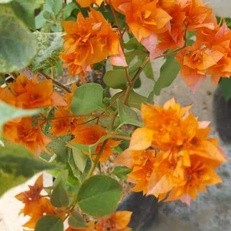 Bunga Bougenville Hawai   id Thailand gold/ kuning tua