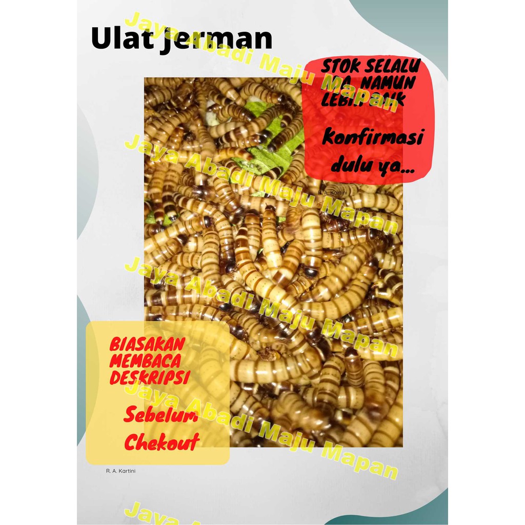 

Ulat Jerman Hidup Kemasan 250 Gram