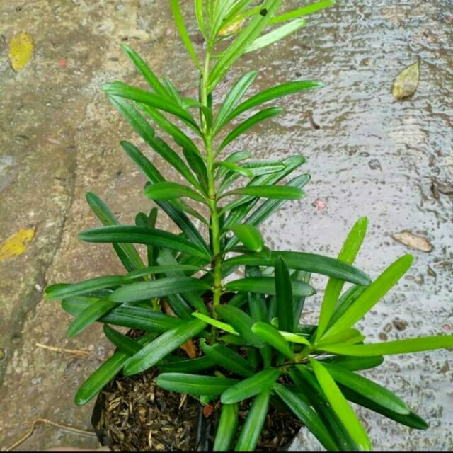 Tanaman hias lohansung Taiwan & bibit bongsai lohansung Taiwan