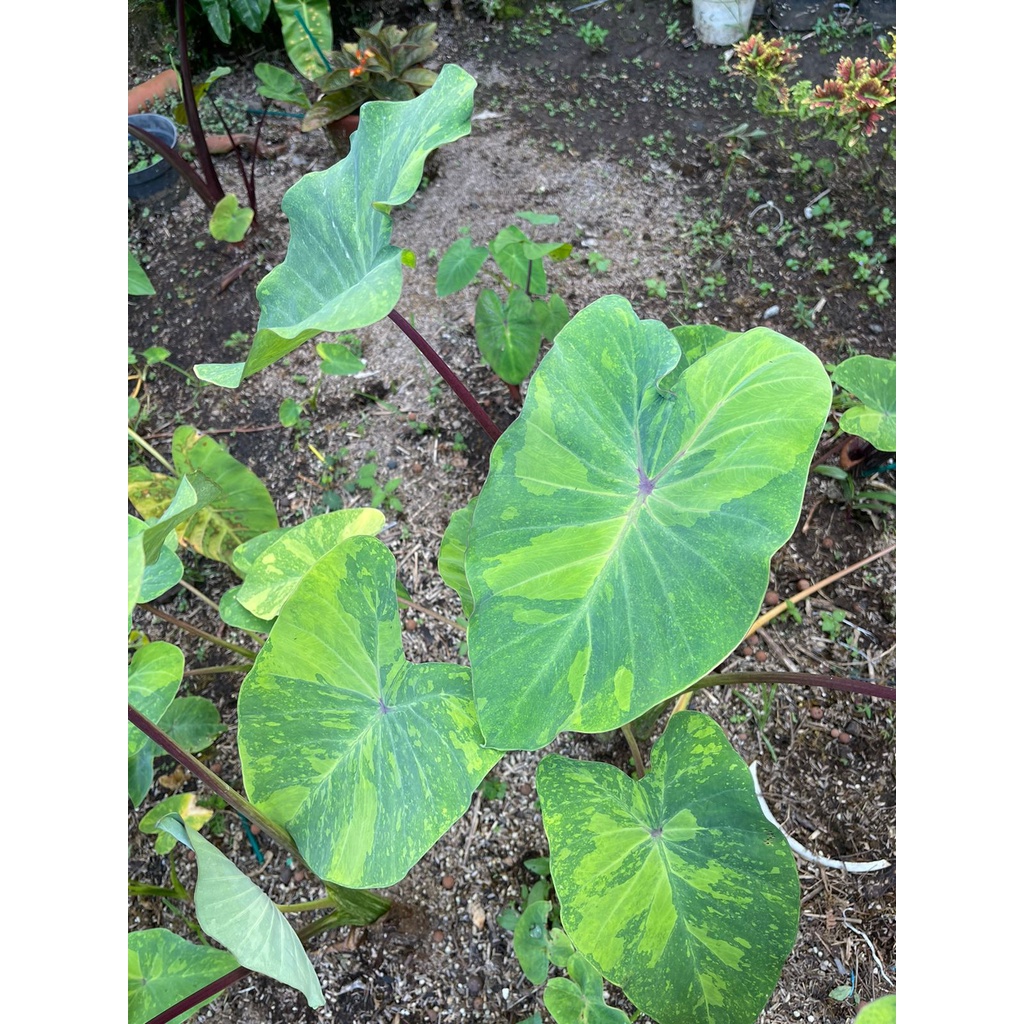 Tanaman Hias Coclocasia Midori Sour