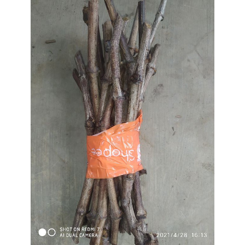 Cutting Anggur Import Genjah