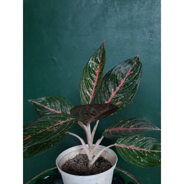 Aglonema Legacy green